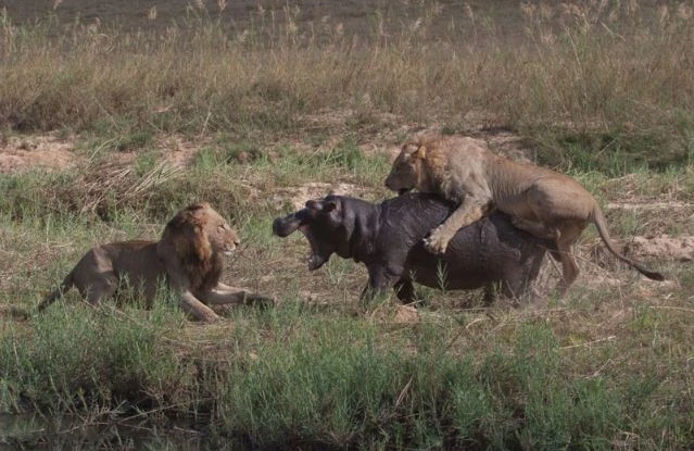 Hai con sư tử “truy cùng diệt tận” chú hà mã