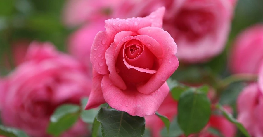 Từ giữa tháng 2 Âm lịch, 3 con giáp tận tâm được ghi nhận