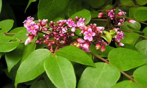 Mẹo trị mề đay bằng lá khế thần kỳ