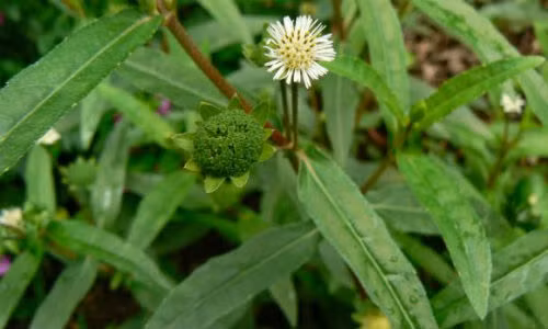 Công dụng cầm máu cam kỳ diệu của cây nhọ nồi