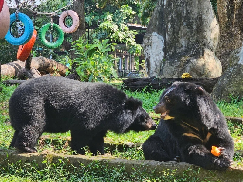 Cặp gấu đen tình tứ ở Thảo Cầm Viên khiến du khách thích thú