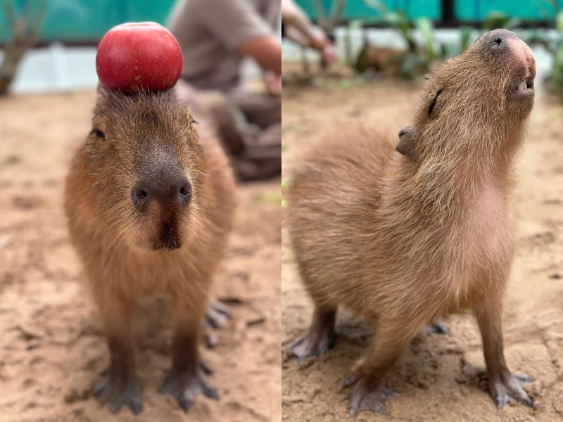 Cận cảnh “4 tân binh khủng long” của Thảo cầm viên Sài Gòn