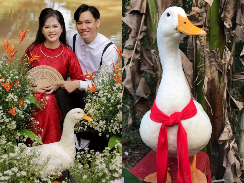 Ảnh cưới đặc biệt cặp đôi chụp cùng chú vịt nổi khắp châu Á