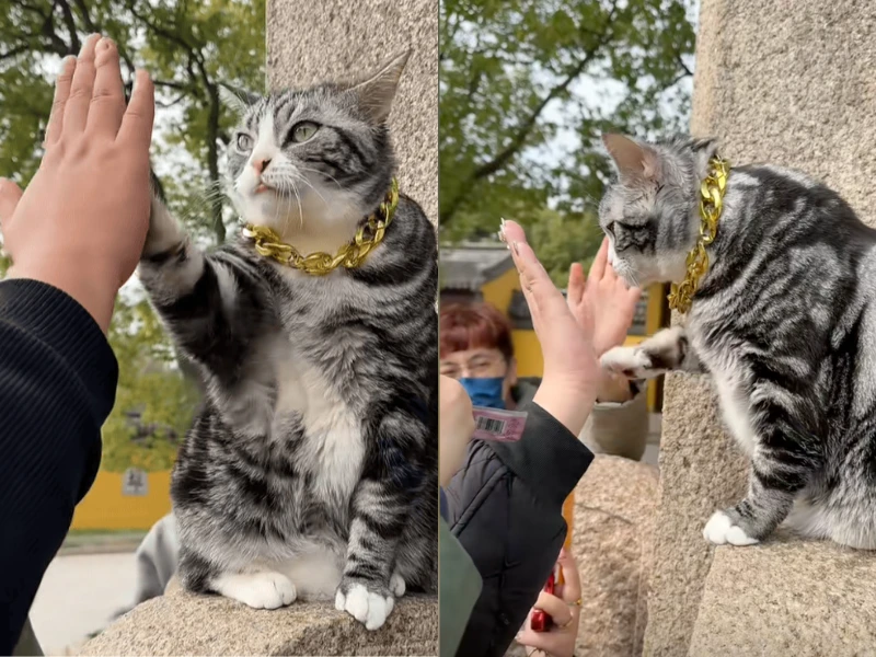 Chú mèo “siêu sao” Trung Quốc: Netizen đổ xô đến để được high-five