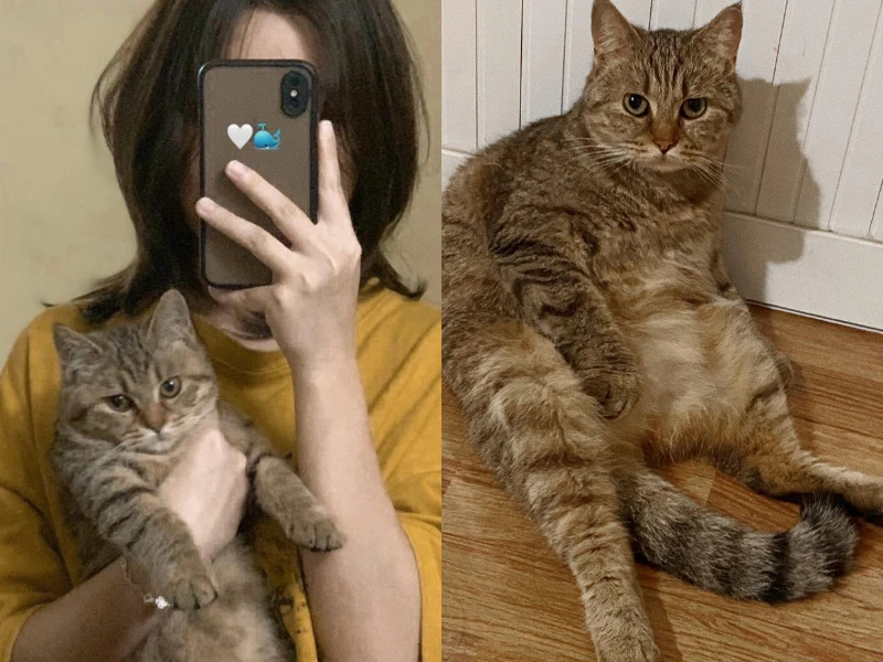 Cô gái gửi mèo cho em trai nuôi, bố giết thịt mời hàng xóm