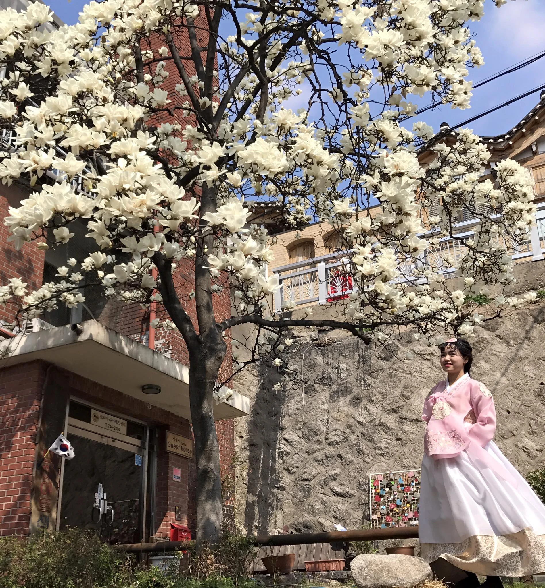 Hot girl Việt lạc bước giữa mùa hoa Mộc Lan ở Hàn Quốc