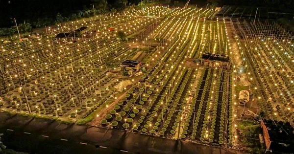 Cảnh tượng đẹp lung linh ở làng hoa lớn nhất Đà Nẵng 