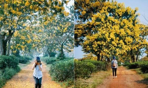 Ngỡ như lạc lối ở "xứ Hàn" khi mùa hoa muồng nở vàng trời Gia Lai