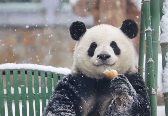 Chú gấu trúc có khả năng chữa lành vết thương lòng cho mọi người