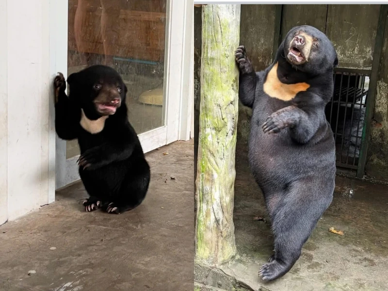 Chú gấu có cái tên độc lạ Noel ở Thảo Cầm Viên Sài Gòn