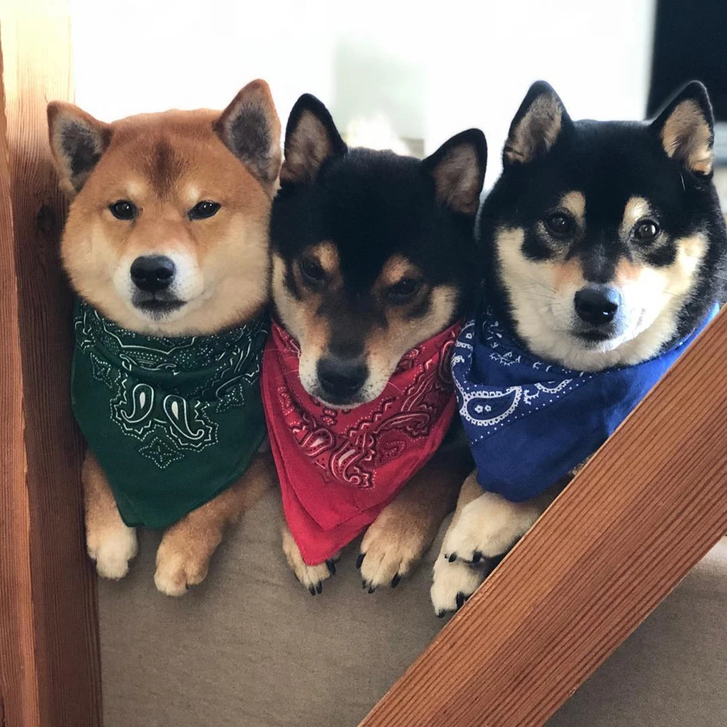 3 anh em chó Shiba nổi tiếng trên mạng, có trang web bán hàng online