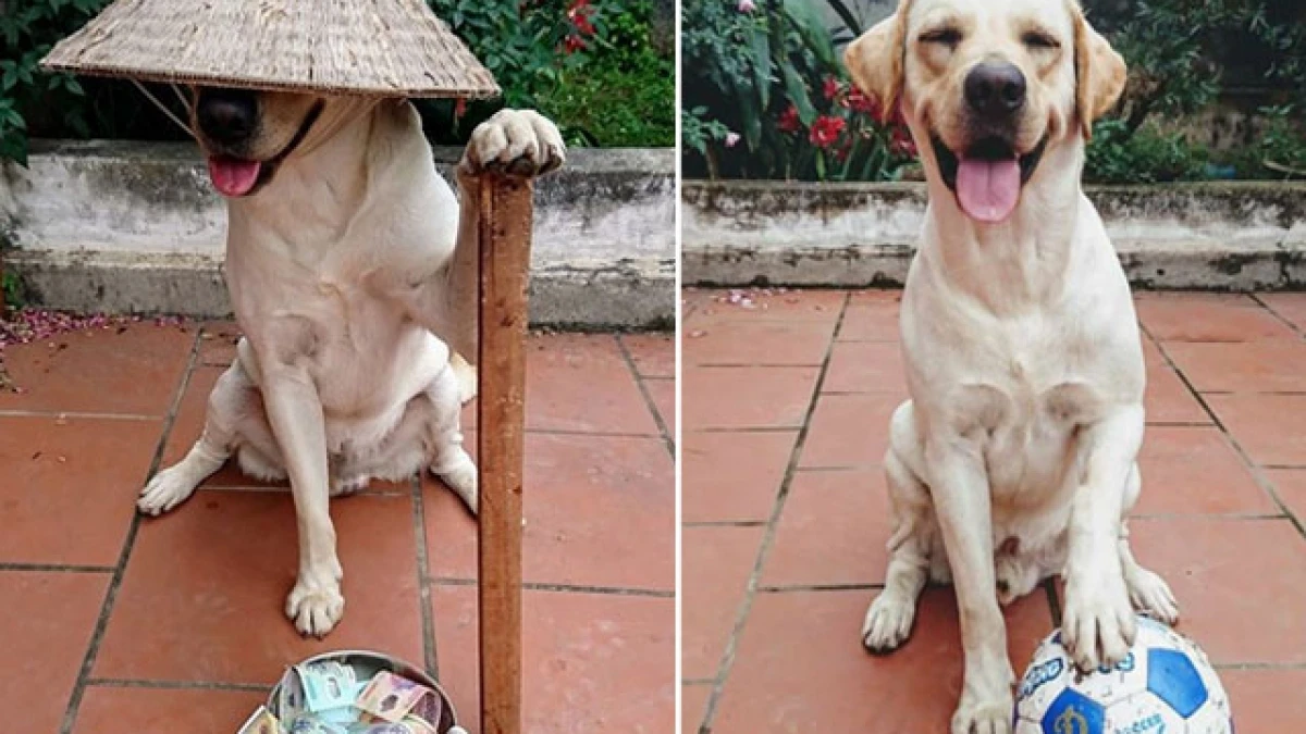 Video: Thủ môn” chó bắt bóng cực đỉnh khiến dân mạng xôn xao 