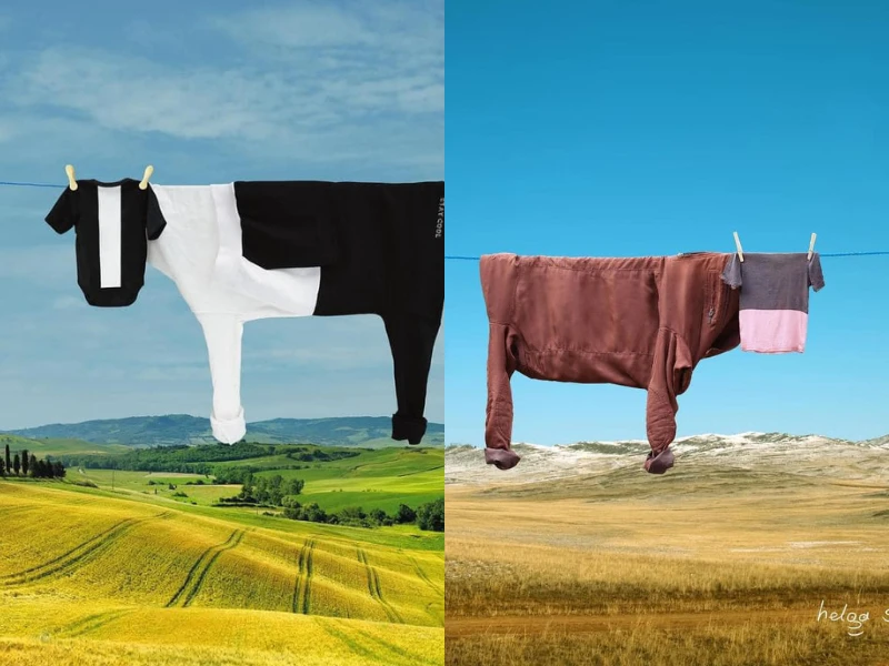 Khi nhiếp ảnh gia đi phơi đồ và cái kết