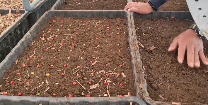Thời vụ gieo hạt trùng với thời gian thu hái quả khoảng tháng 7 - 9 hằng năm.