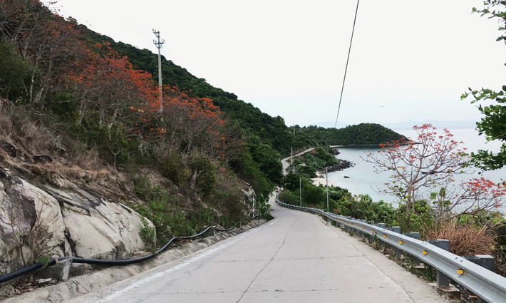 Những con đường quanh đảo nhuộm đỏ sắc hoa ngô đồng. Các chuyên gia du lịch cho rằng, cây ngô đồng cũng là sản phẩm du lịch thiên nhiên độc đáo của vùng đất này.