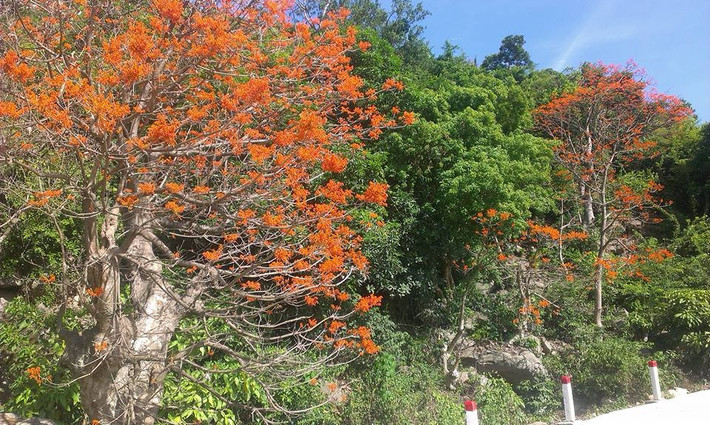 Cây ngô đồng tại Cù Lao Chàm được công nhận là cây di sản Việt Nam. Cây ngô đồng trên Cù Lao Chàm còn gọi là ngô đồng đỏ để phân biệt với cây ngô đồng tại Huế có hoa màu tím hồng. Đặc biệt, loài cây ngô đồng đỏ tại Cù Lao Chàm đã được Hội đồng Cây di sản Việt Nam công nhận là cây di sản.