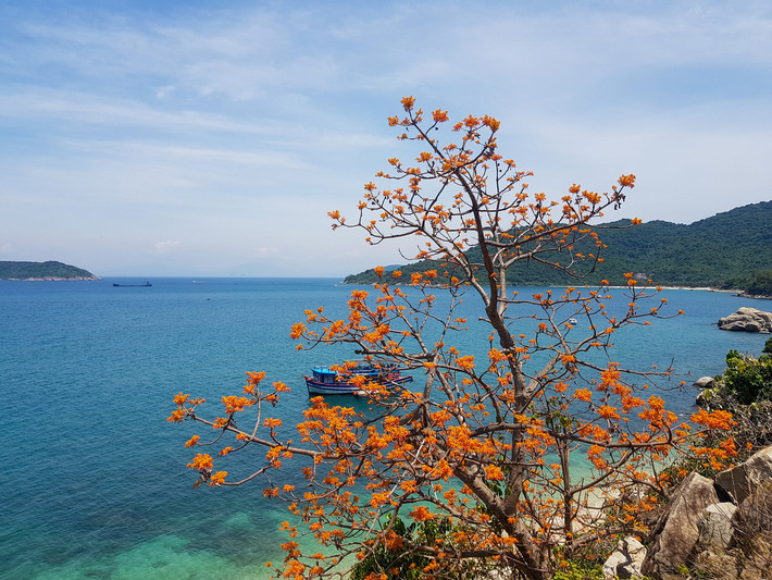 Cây ngô đồng góp phần tạo nên cảnh sắc tuyệt đẹp của Cù Lao Chàm. Được UNESCO xếp hạng Khu dự trữ sinh quyển thế giới, Cù Lao Chàm tự hào với hệ thống sinh thái đa dạng.