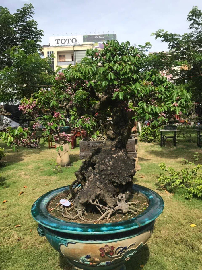 Một gốc khế cổ đã đơm bông.