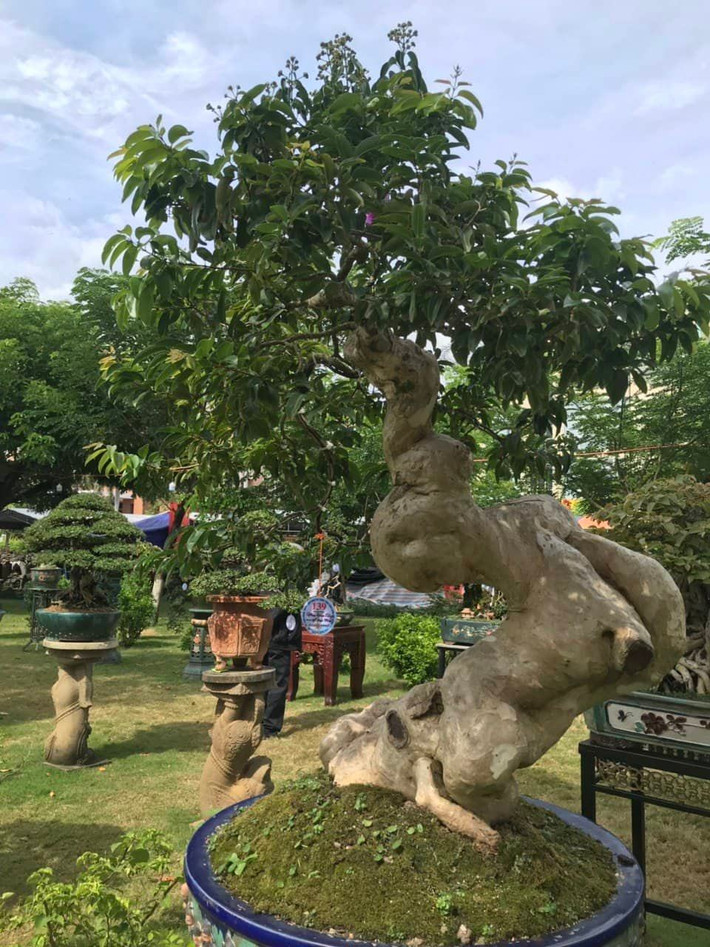 Gốc bằng lăng dáng lạ đã trổ hoa.