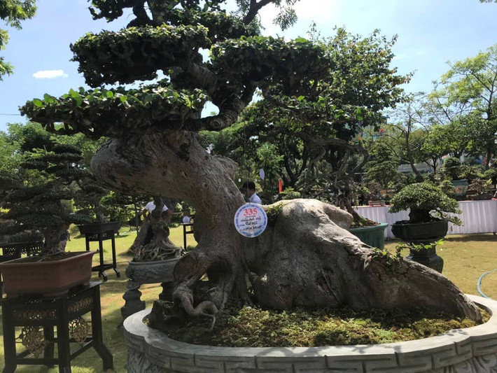 Một gốc duối cổ thụ.