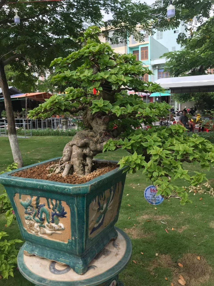 Hoa giấy cũng rất đặc biệt.