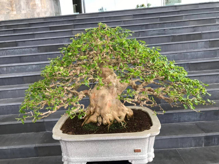 Còn đây là bằng lăng lá nhỏ.