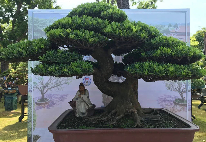 Tùng La hán của nhà vườn Quy Nhơn.