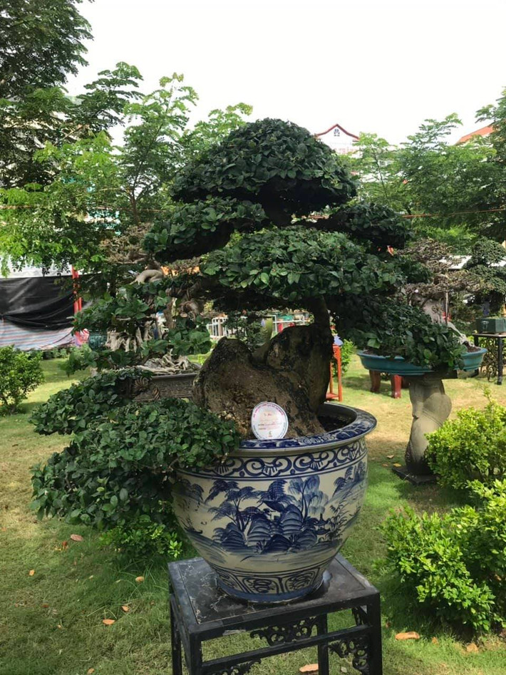 Cây duối của nghệ nhân đến từ thị xã An Nhơn, tỉnh Bình Định.