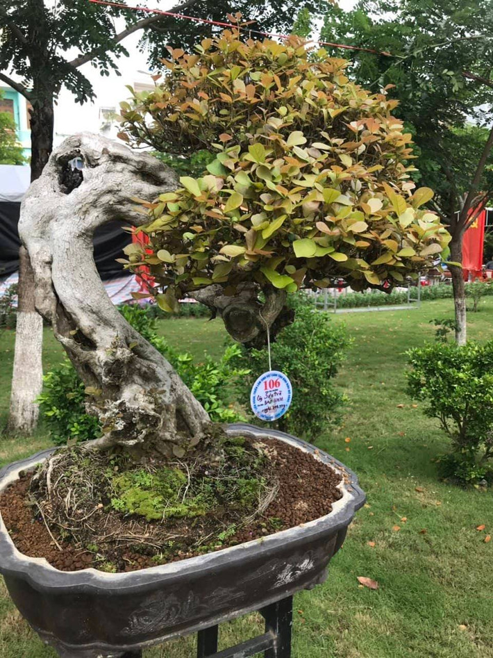 Gốc Sơn trà độc đáo.