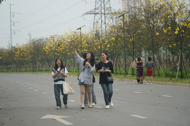 Con đường dài khoảng 800m, được trồng thành nhiều hàng cây Phong Linh và một hàng cây gạo ở giữa. Hiện tại hoa Phong Linh đã nở rộ còn hoa gạo bắt đầu có nụ to. Những người tới đây đa dạng về độ tuổi, từ các cô gái trẻ cho đến phụ nữ trung tuổi.