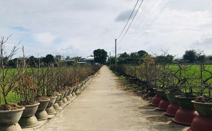 Ngoài những cánh đồng lúa xanh mướt, thị xã An Nhơn (Bình Định) còn nổi tiếng với nghề trồng mai vàng.