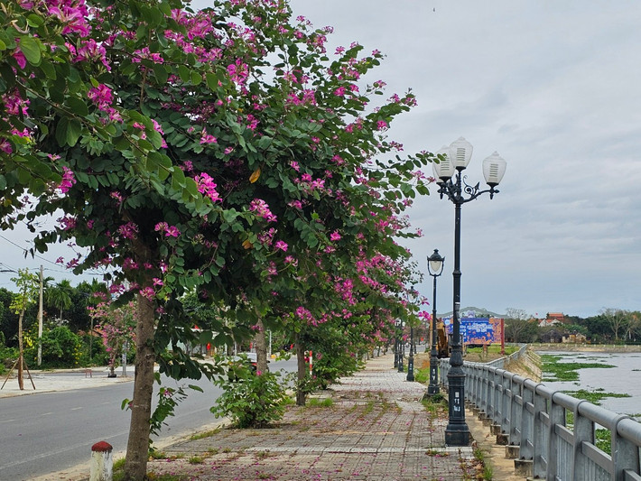 Hoa ban nở mang một sắc tím dịu dàng, một vẻ đẹp thanh tao, thơ mộng cho cung đường ngoại ô.