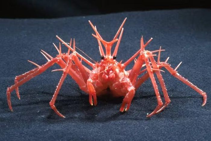 Cua hoàng đế hay còn gọi là cua Alaska, có tên tiếng anh là King crab thuộc vào họ cua biển, được biết đến với giá trị kinh tế cao, chất lượng thịt xếp vào hàng thượng hạng. Kích thước cơ thể đặc biệt to hơn so với các loại cua bình thường, cua hoàng đế có thể to đến 2m và nặng khoảng 10kg.