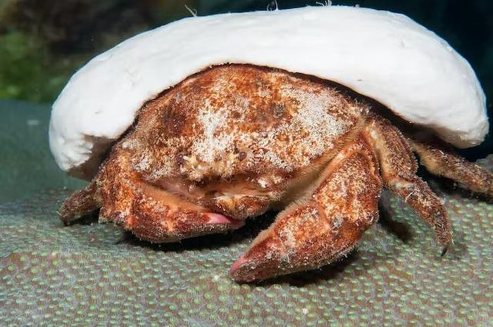 Tuy nhiên, có ít nhất bốn nhóm trong Anomura là cua bọt biển, cua sứ, cua hoàng đế và cua đá Úc đã tiến hóa một cách độc lập với nhau, nhưng cùng thành một dạng giống cua theo cách tương tự như những con cua thật.