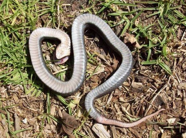 Có thể coi trong thế giới động vật, rắn Hognose là một diễn viên thứ thiệt và nó xứng đáng có được giải thưởng diễn viên xuất sắc nhất trong lễ trao giải Oscar dành cho các loài động vật.