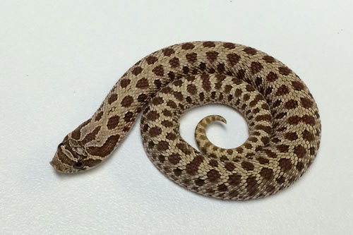 Tuy nhiên với loài rắn mũi hếch, hay có tên gọi chính thức là rắn Hognose Bắc Mỹ, rắn zombie thì mọi thứ lại hoàn toàn khác. Chúng là một loài rắn khá hiền lành, không có nọc độc và hoàn toàn vô hại với con người.