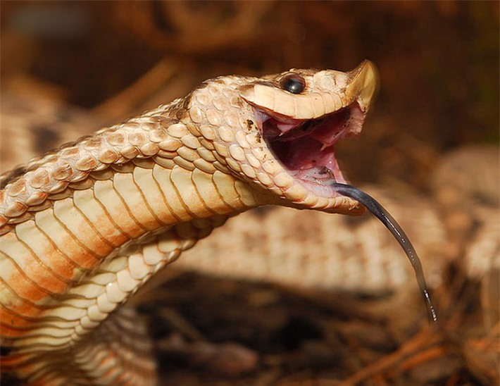 Rắn hognose rất đa dạng về màu sắc và hoa văn. Heterodon nasicus và H. kennerlyi có xu hướng có màu cát với các mảng màu đen và trắng, trong khi H. platirhinos thay đổi từ màu đỏ, xanh lá cây, cam, nâu, đến melanistic (tức là đen) tùy thuộc vào khu vực chúng sinh sống.