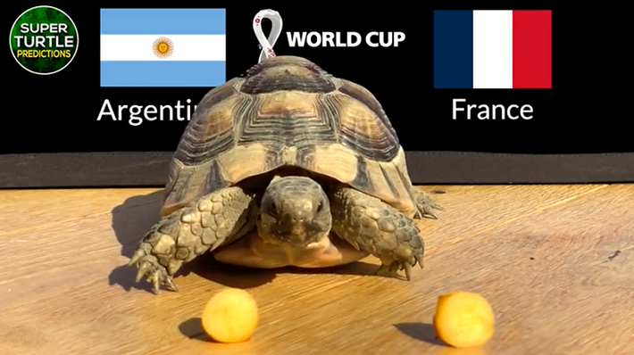 Đầu tiên phải kể tới chú rùa Super Turtle Predictions. Chú rùa này đã dự đoán đúng kết quả hai trận bán kết và đang nhận được rất nhiều sự quan tâm.