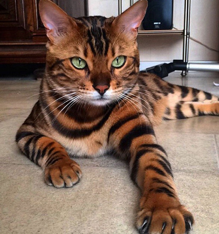 Mèo Bengal có thể bật và tắt công tắc đèn. Một số khác vớt cá cảnh ra khỏi bể cá. Thậm chí lấy ra các vật dụng nhỏ từ ngăn kéo thậm chí còn tham gia trò chơi giải đố.