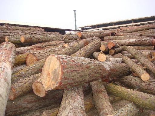 Gỗ thông có thớ gỗ thẳng, màu đẹp, bền, nhẹ và chắc chắn, rất được ưa chuộng trên thị trường.(Ảnh: Việt Mỹ Wood)