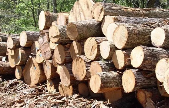 Khúc gỗ này có giá trị lớn vì "nốt thông" càng to thì càng quý hiếm, có tác dụng như nhựa thông, có thể dùng làm thuốc chữa bệnh, xua đuổi muỗi, và mang lại mùi thơm dễ chịu. (Ảnh: DNVN)