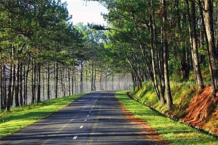 "Nốt thông" thường là dị tật của cây thông, hình thành do cây bị thương bởi ngoại lực như sét đánh, bệnh tật hoặc côn trùng gây hại. (Ảnh: DNVN)