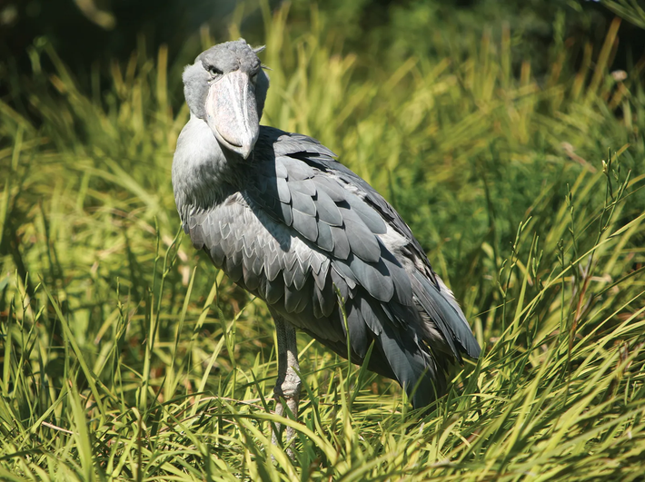 Theo Liên minh Bảo tồn Thiên nhiên Quốc tế (IUCN), cò mỏ giày được xếp vào danh mục "Nguy cấp" trong Sách Đỏ, đòi hỏi các biện pháp bảo vệ nghiêm ngặt để đảm bảo sự tồn tại của chúng. Nhiều tổ chức bảo tồn quốc tế và địa phương đã và đang triển khai các chương trình bảo tồn, nhằm bảo vệ môi trường sống và giảm thiểu các mối đe dọa đối với loài chim quý hiếm này. (Ảnh: Britannica)