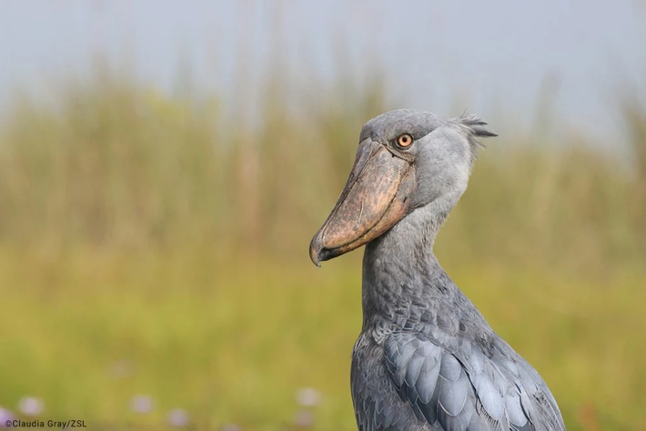Cò mỏ giày (Balaeniceps rex) là một trong những loài chim kỳ lạ nhất thế giới. Với vẻ ngoài độc đáo và những đặc điểm sinh học đặc biệt, loài chim này đã thu hút sự quan tâm của các nhà khoa học và những người yêu thiên nhiên trên toàn thế giới. (Ảnh: EDGE of Existence)