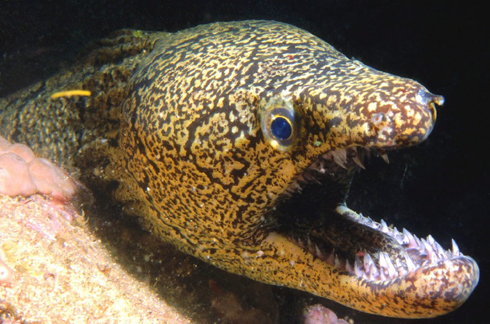 Cá chình Moray hay có tên khoa học là Muraenidae, là một loại cá thuộc họ Anguilliformes.(Ảnh: Australian Museum)