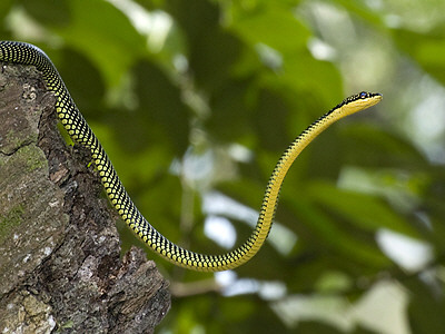 Chrysopelea paradisi là một loài rắn thuộc họ Colubridae, thường sinh sống ở các khu rừng nhiệt đới và bán nhiệt đới của Đông Nam Á, bao gồm các nước như Thái Lan, Malaysia, Indonesia và Philippines. Tại Việt Nam, loài rắn này chủ yếu được tìm thấy ở các rừng ngập mặn, rừng thứ sinh.Với chiều dài trung bình từ 60-120 cm, chúng có màu sắc rực rỡ, pha trộn giữa xanh lục, đen và vàng, tạo nên vẻ ngoài bắt mắt và đầy mê hoặc.(Ảnh: Ecology Asia)