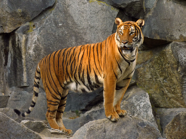 Hổ Đông Dương (Panthera tigris corbetti) là một trong những loài hổ quý hiếm và biểu tượng của sự đa dạng sinh học tại Đông Nam Á. Với vẻ ngoài oai vệ và sức mạnh đáng kinh ngạc, hổ Đông Dương không chỉ là biểu tượng văn hóa mà còn đóng vai trò quan trọng trong hệ sinh thái rừng xanh Việt Nam. (Ảnh: Wikimedia Commons)