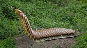 Khám phá này không chỉ giúp các nhà khoa học hiểu rõ hơn về cấu trúc và hành vi của Arthropleura mà còn mở ra những cái nhìn mới về quá trình tiến hóa của loài chân đốt cổ đại này. (Ảnh: CNN)
