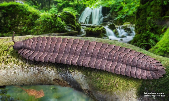 Những thông tin mới thu được từ hóa thạch cũng giúp làm sáng tỏ môi trường sống của Arthropleura trong thời kỳ Carboniferous, khoảng 346 triệu năm trước.(Ảnh: Prehistoric Wiki)