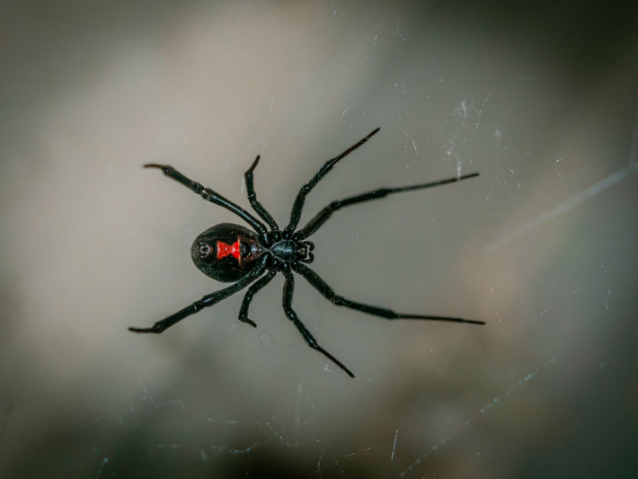 2. Nhện góa phụ đen: Nhện góa phụ đen, đặc biệt là loài Latrodectus mactans, cũng có hành vi ăn thịt bạn tình sau khi giao phối. (Ảnh: ATCO Pest Control)